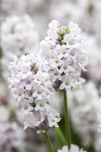 Lavandula ang. 'Alba' geen maat specificatie 0,55L/P9cm