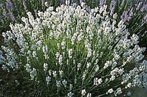 Lavandula ang. 'Alba' geen maat specificatie 0,55L/P9cm - afbeelding 3