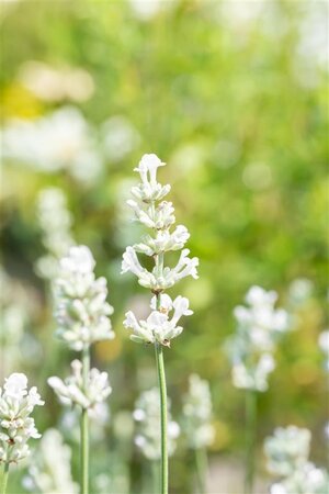 Lavandula ang. 'Alba' geen maat specificatie 0,55L/P9cm - afbeelding 4
