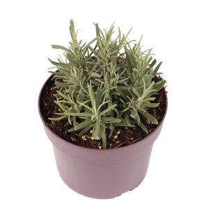 Lavandula ang. 'Dwarf Blue' geen maat specificatie cont. 2,0L - afbeelding 2