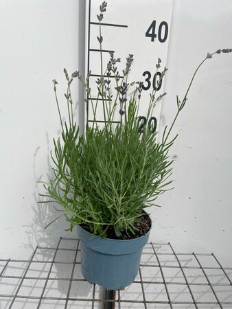 Lavandula ang. 'Dwarf Blue' geen maat specificatie cont. 2,0L - afbeelding 3