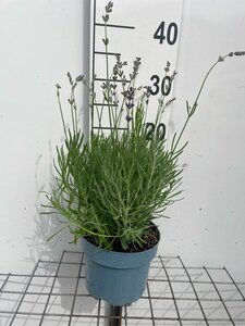 Lavandula ang. 'Dwarf Blue' geen maat specificatie cont. 2,0L - afbeelding 3