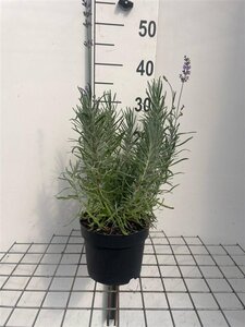 Lavandula ang. 'Dwarf Blue' geen maat specificatie cont. 2,0L - image 3