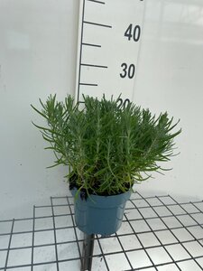 Lavandula ang. 'Dwarf Blue' geen maat specificatie cont. 2,0L - image 4