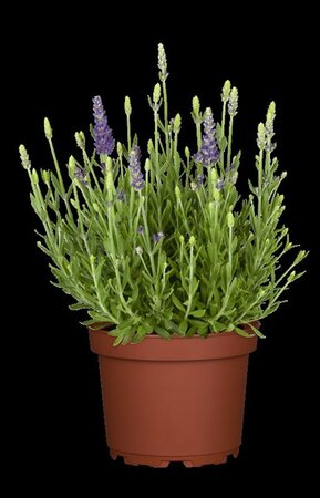 Lavandula ang. 'Dwarf Blue' geen maat specificatie cont. 2,0L - image 1