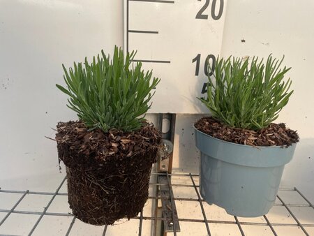 Lavandula ang. 'Dwarf Blue' geen maat specificatie cont. 2,0L - image 2