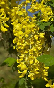 Laburnum anagyroides 100-125 cm cont. 5,0L - afbeelding 2