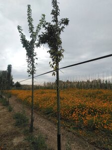 Laburnum anagyroides 10-12 Hoogstam wortelgoed - afbeelding 2