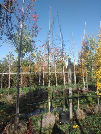 Laburnum anagyroides 12-14 Hoogstam draadkluit 2 X verplant