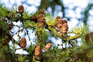 Larix decidua 18-20 Hoogstam draadkluit 3 X verplant - afbeelding 2