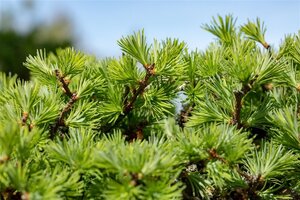 Larix decidua 250-300 cm draadkluit