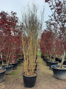 Lagerstroemia indica 300-350 cm container meerstammig