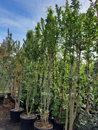 Lagerstroemia indica 300-350 cm container meerstammig - afbeelding 2