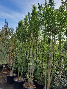 Lagerstroemia indica 300-350 cm container meerstammig - afbeelding 2