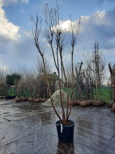 Lagerstroemia indica 300-350 cm container meerstammig - afbeelding 3