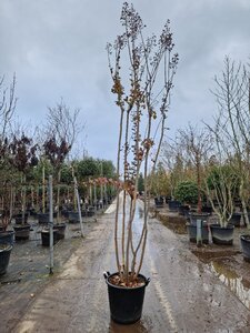 Lagerstroemia indica 300-350 cm container meerstammig - afbeelding 5