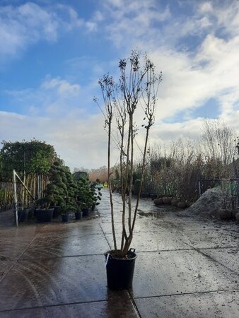Lagerstroemia indica 300-350 cm container meerstammig - afbeelding 4