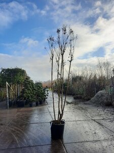 Lagerstroemia indica 300-350 cm container meerstammig - afbeelding 4