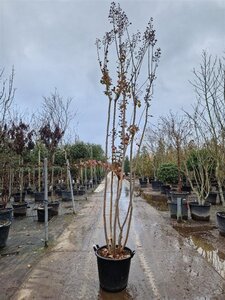 Lagerstroemia indica 300-350 cm container multi-stem