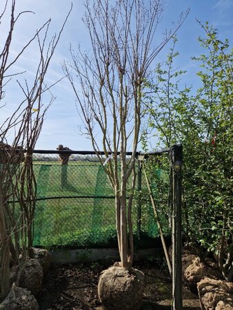 Lagerstroemia indica 350-400 cm draadkluit meerstammig