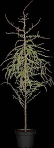 Larix kaempferi 100-125 cm met kluit - afbeelding 2