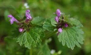 Lamium maculatum geen maat specificatie 0,55L/P9cm - afbeelding 4