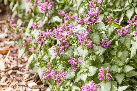 Lamium maculatum geen maat specificatie 0,55L/P9cm - afbeelding 1