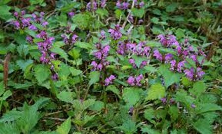 Lamium maculatum geen maat specificatie 0,55L/P9cm - afbeelding 5