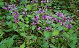 Lamium maculatum geen maat specificatie 0,55L/P9cm - afbeelding 5
