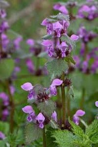 Lamium maculatum geen maat specificatie 0,55L/P9cm - afbeelding 6