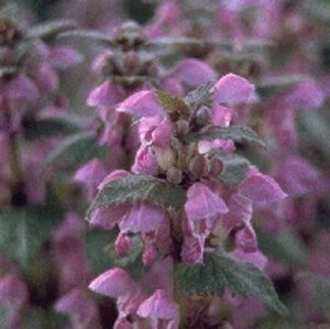 Lamium maculatum geen maat specificatie 0,55L/P9cm - afbeelding 4