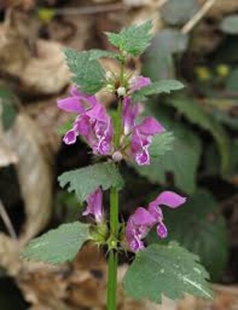 Lamium maculatum geen maat specificatie 0,55L/P9cm - afbeelding 8