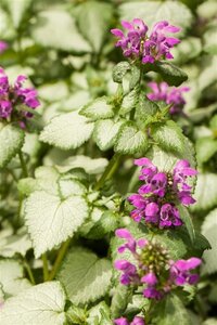 Lamium maculatum geen maat specificatie 0,55L/P9cm - afbeelding 2