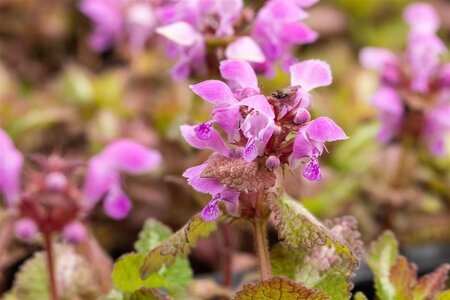 Lamium maculatum geen maat specificatie 0,55L/P9cm - afbeelding 3