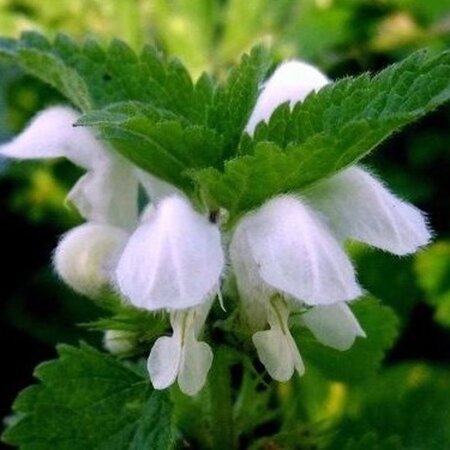 Lamium mac. 'Album' geen maat specificatie 0,55L/P9cm - afbeelding 3