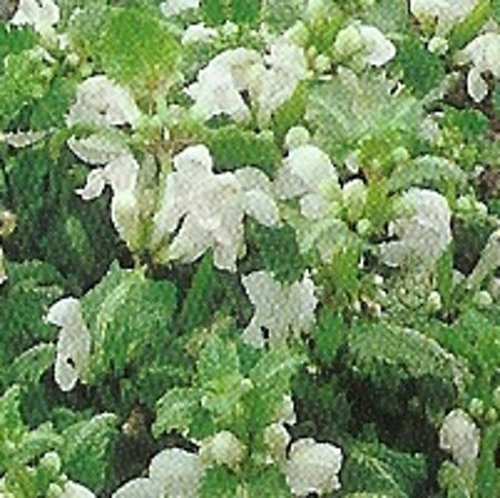 Lamium mac. 'Album' geen maat specificatie 0,55L/P9cm - afbeelding 4