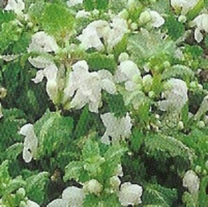 Lamium mac. 'Album' geen maat specificatie 0,55L/P9cm - afbeelding 4