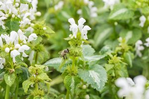 Lamium mac. 'Album' geen maat specificatie 0,55L/P9cm - afbeelding 2