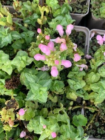 Lamium mac. 'Shell Pink' geen maat specificatie 0,55L/P9cm