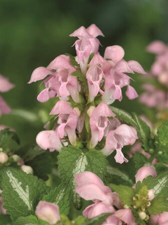 Lamium mac. 'Shell Pink' geen maat specificatie 0,55L/P9cm - afbeelding 2