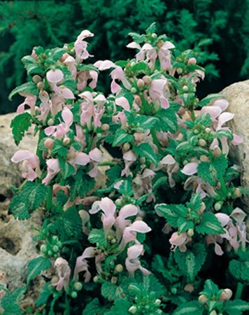 Lamium mac. 'Shell Pink' geen maat specificatie 0,55L/P9cm - afbeelding 3