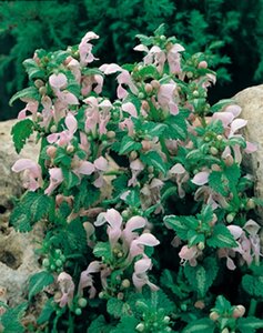 Lamium mac. 'Shell Pink' geen maat specificatie 0,55L/P9cm - afbeelding 3