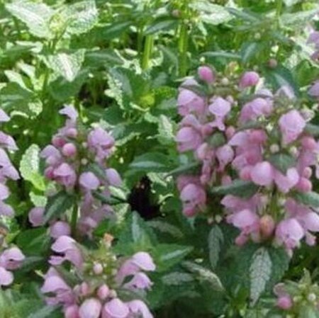 Lamium mac. 'Shell Pink' geen maat specificatie 0,55L/P9cm - afbeelding 4