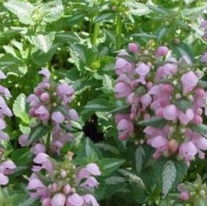 Lamium mac. 'Shell Pink' geen maat specificatie 0,55L/P9cm - afbeelding 4