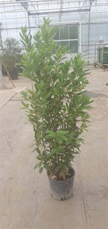 Laurus nobilis 100-125 cm cont. 10L