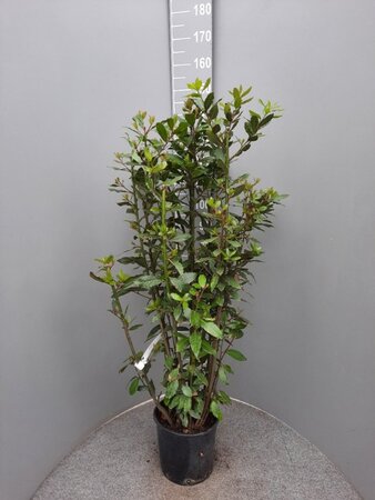 Laurus nobilis 125-150 cm cont. 10L - afbeelding 1