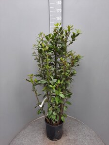 Laurus nobilis 125-150 cm cont. 10L