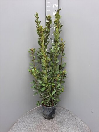 Laurus nobilis 125-150 cm cont. 10L - afbeelding 2