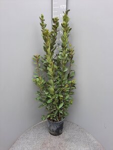 Laurus nobilis 125-150 cm cont. 10L - afbeelding 2