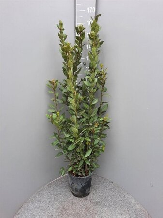Laurus nobilis 125-150 cm cont. 10L - afbeelding 7
